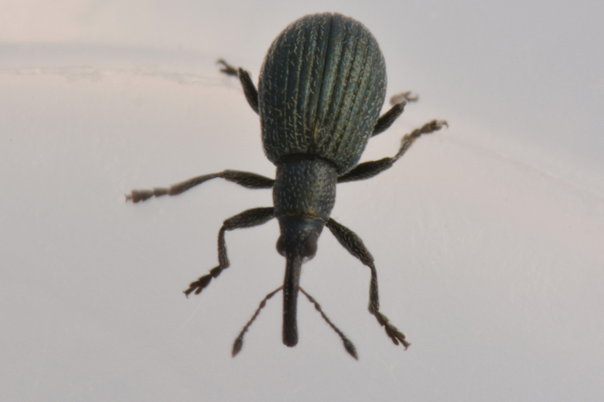 Apionidae: Ischnopterapion virens?  Sì !